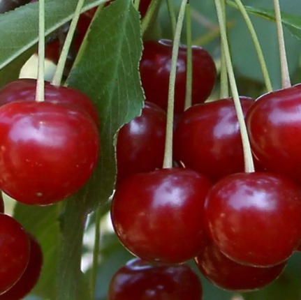 Meggy Érdi bőtermő